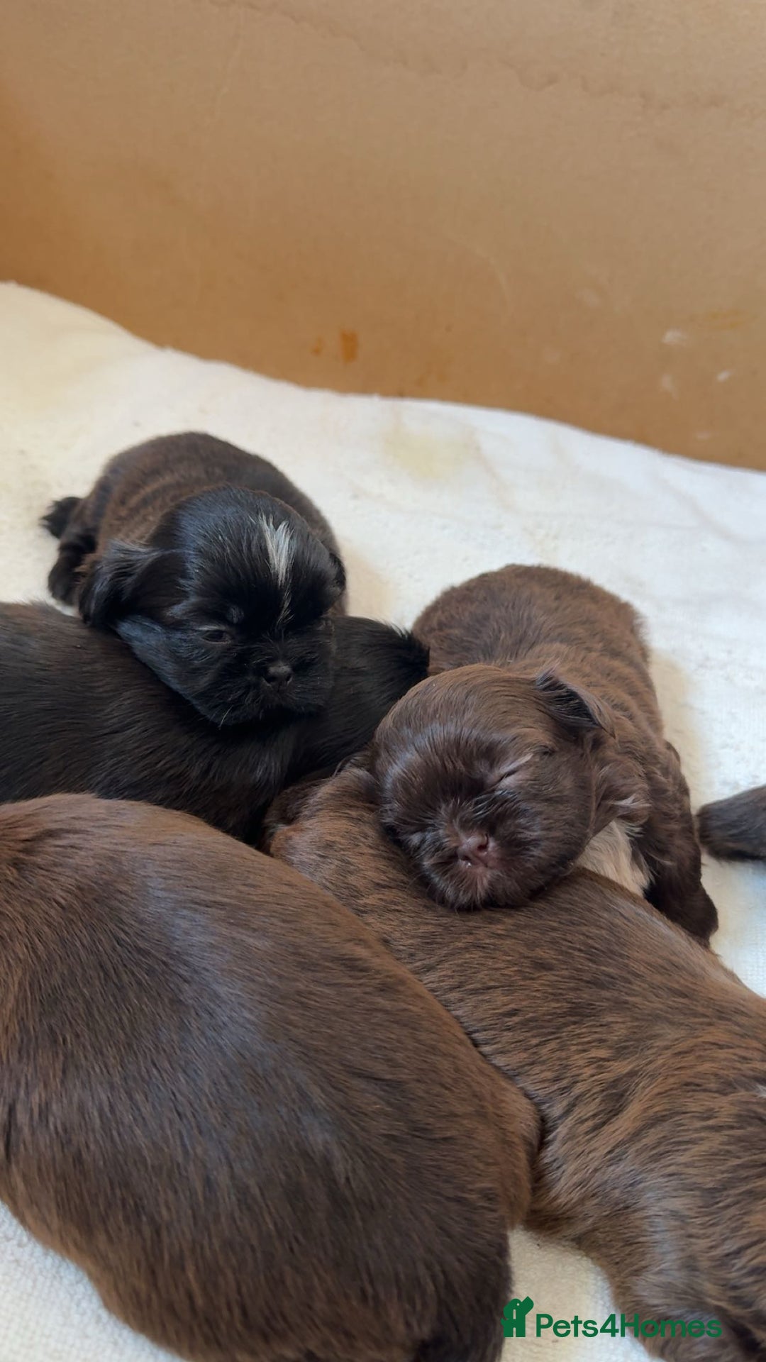 Shih Tzu dogs for sale: Tri-Colour KC Imperial Shih Tzu Puppies - Advert 6
