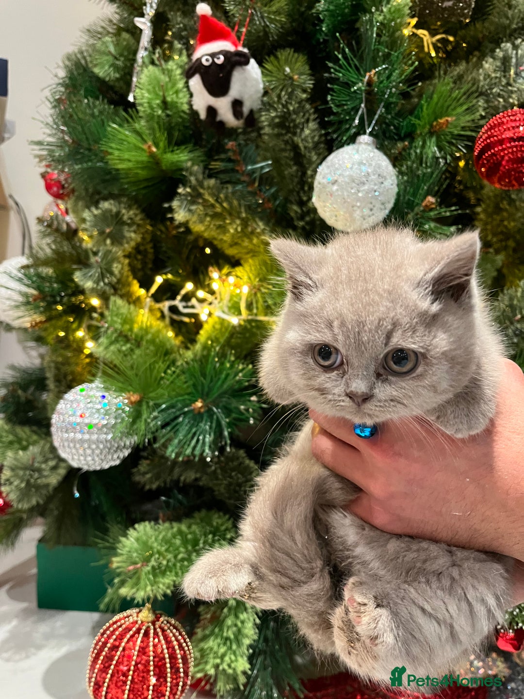 British Shorthair cats for sale: ⭐️ PURE BREED BRITISH SHORTHAIR KITTENS - Advert 2