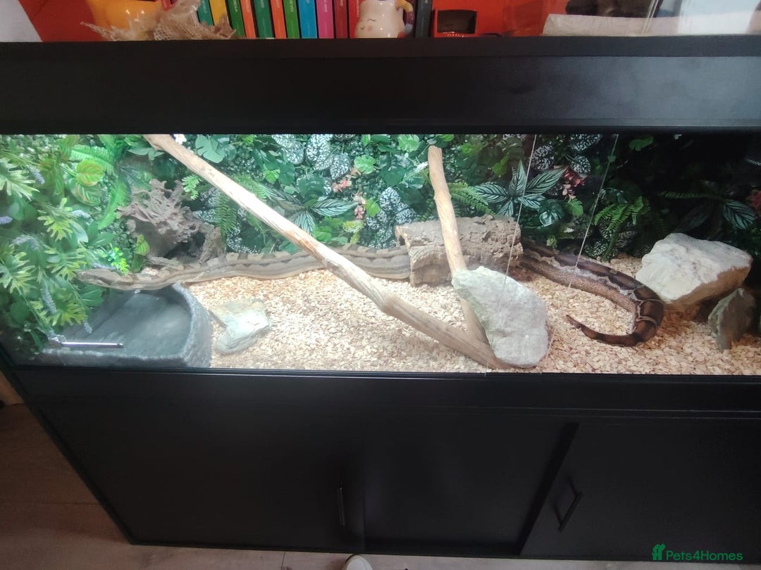 Boa Snake reptiles for sale: Female Boa Constrictor - Image 2
