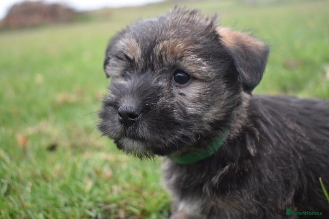 Jack Russell dogs for sale: Gorgeous Rough Coated Jack Russell Puppies - Advert 4