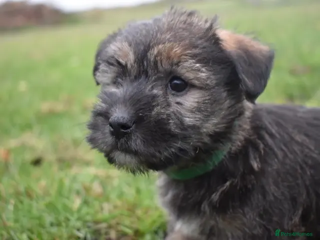 Jack Russell dogs for sale: Gorgeous Rough Coated Jack Russell Puppies - Advert 4