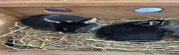 Netherland Dwarf rabbits for sale: Lovely Netherlands dwarf baby rabbits. - Advert 14