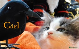 Maine Coon cats for sale: FABULOUS FLUFFY PEDIGREE MAINE COON KITTENS - Image 14