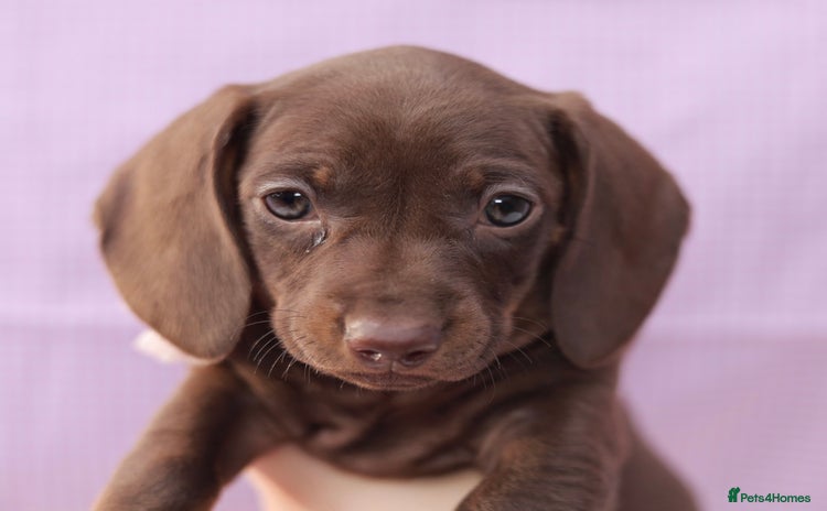 Dachshund dogs - Advert 1