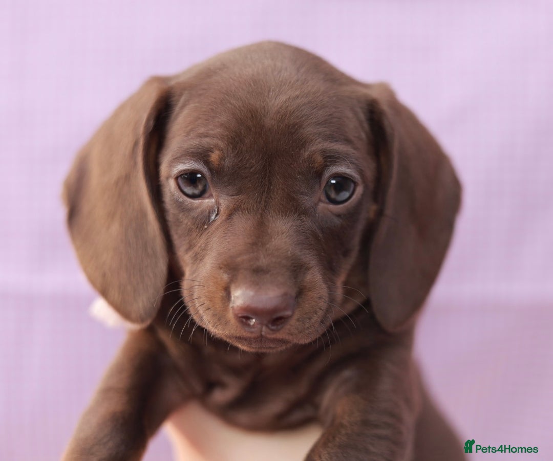 Dachshund dogs for sale: Miniature dachshund  - Image 1