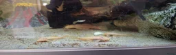 Plecos fish for sale: Potential Breeding colony of albino bristlenose - Advert 1