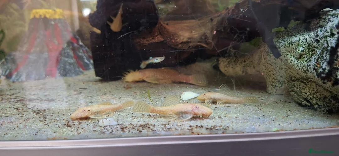 Plecos fish for sale: Potential Breeding colony of albino bristlenose - Advert 1
