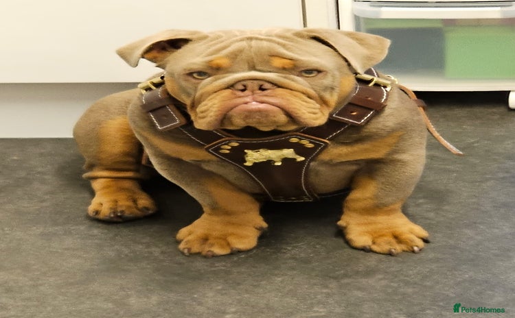 English Bulldog dogs - Advert 6