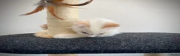 Ragdoll cats for sale: Last three ragdoll kittens! Don’t miss out! - Advert 24
