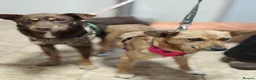 Mixed Breed dogs for adoption: 💙🐶 KAI & ❤️🐶 GERDA– LIKE IN A FAIRY TALE in Burton-on-Trent - Advert 2