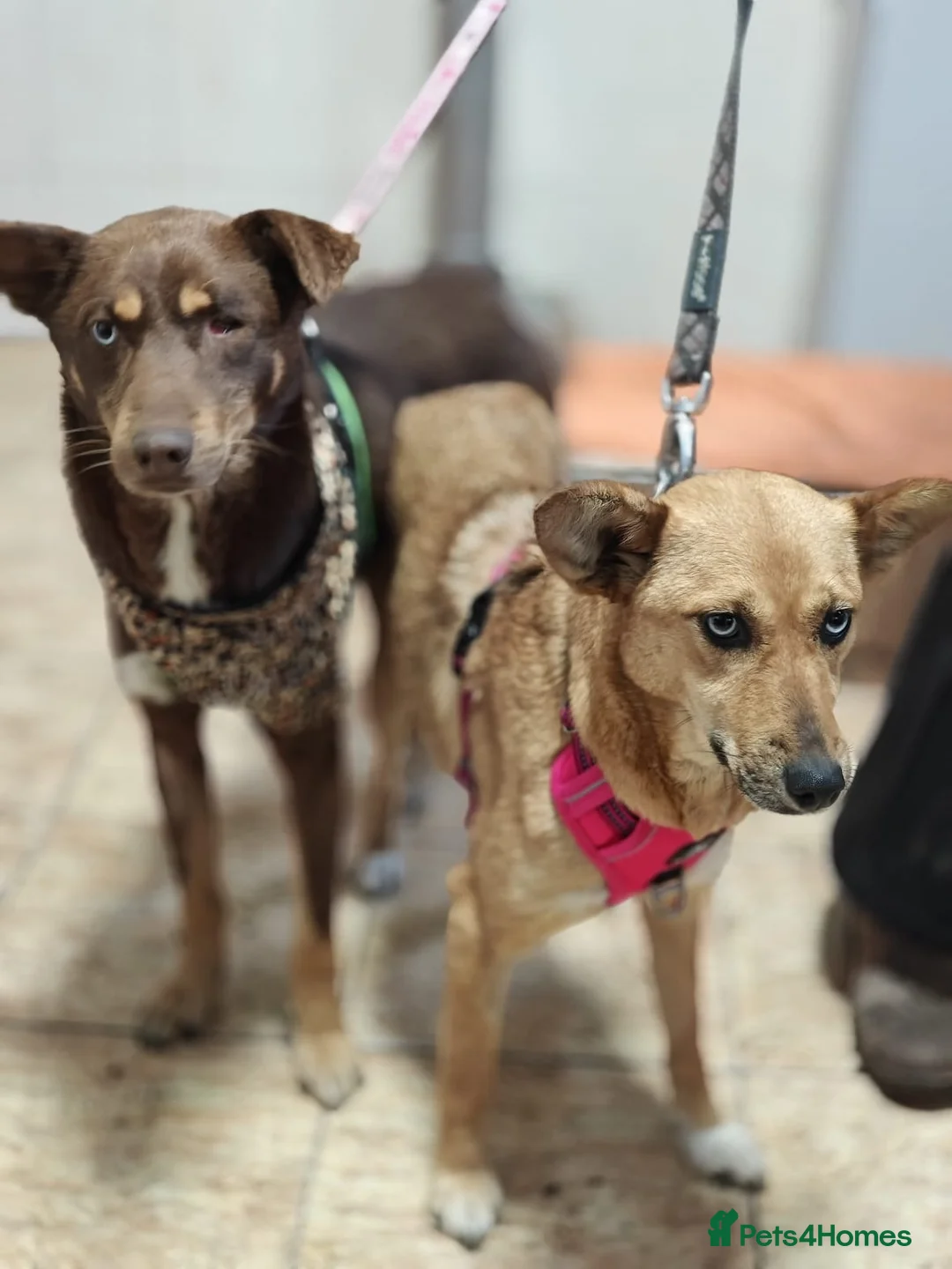 Mixed Breed dogs for adoption: 💙🐶 KAI & ❤️🐶 GERDA– LIKE IN A FAIRY TALE in Burton-on-Trent - Advert 2