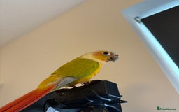 Conures birds for sale: Healthy and Happy Conures - Image 6