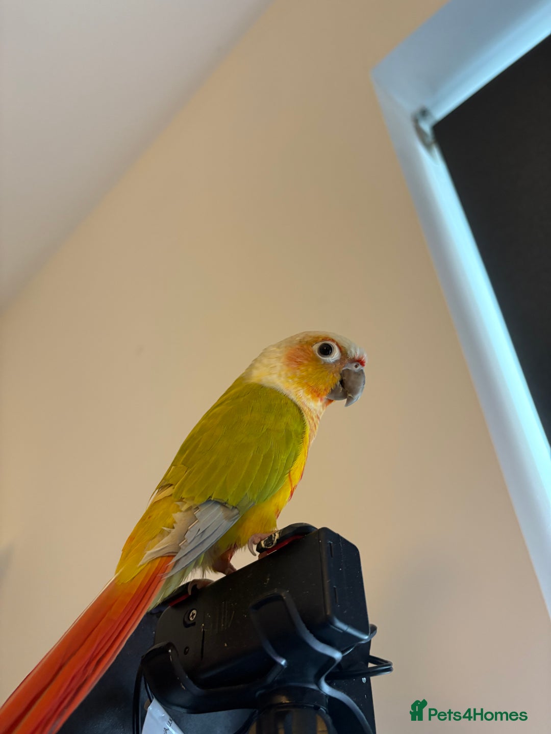 Conures birds for sale: Healthy and Happy Conures - Image 6