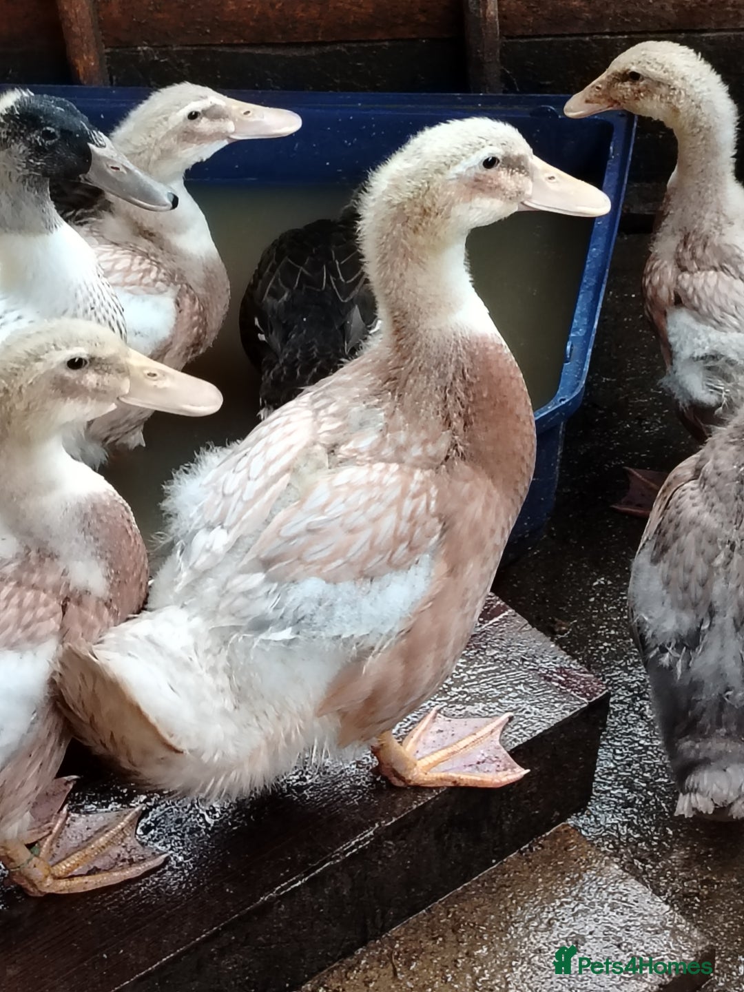 Ducks poultry for sale: Saxony ducklings - Image 5