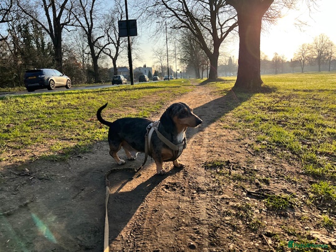 Dachshund dogs for sale: Adorable Male Dachshund Looking for a Loving Home - Image 6