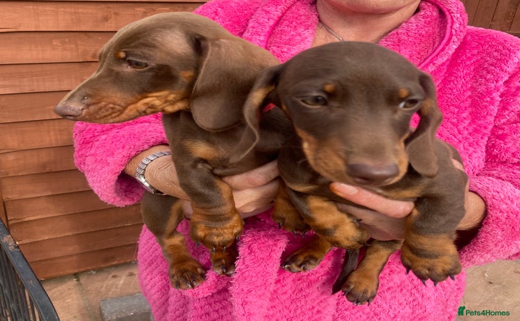 Dachshund dogs - Advert 6