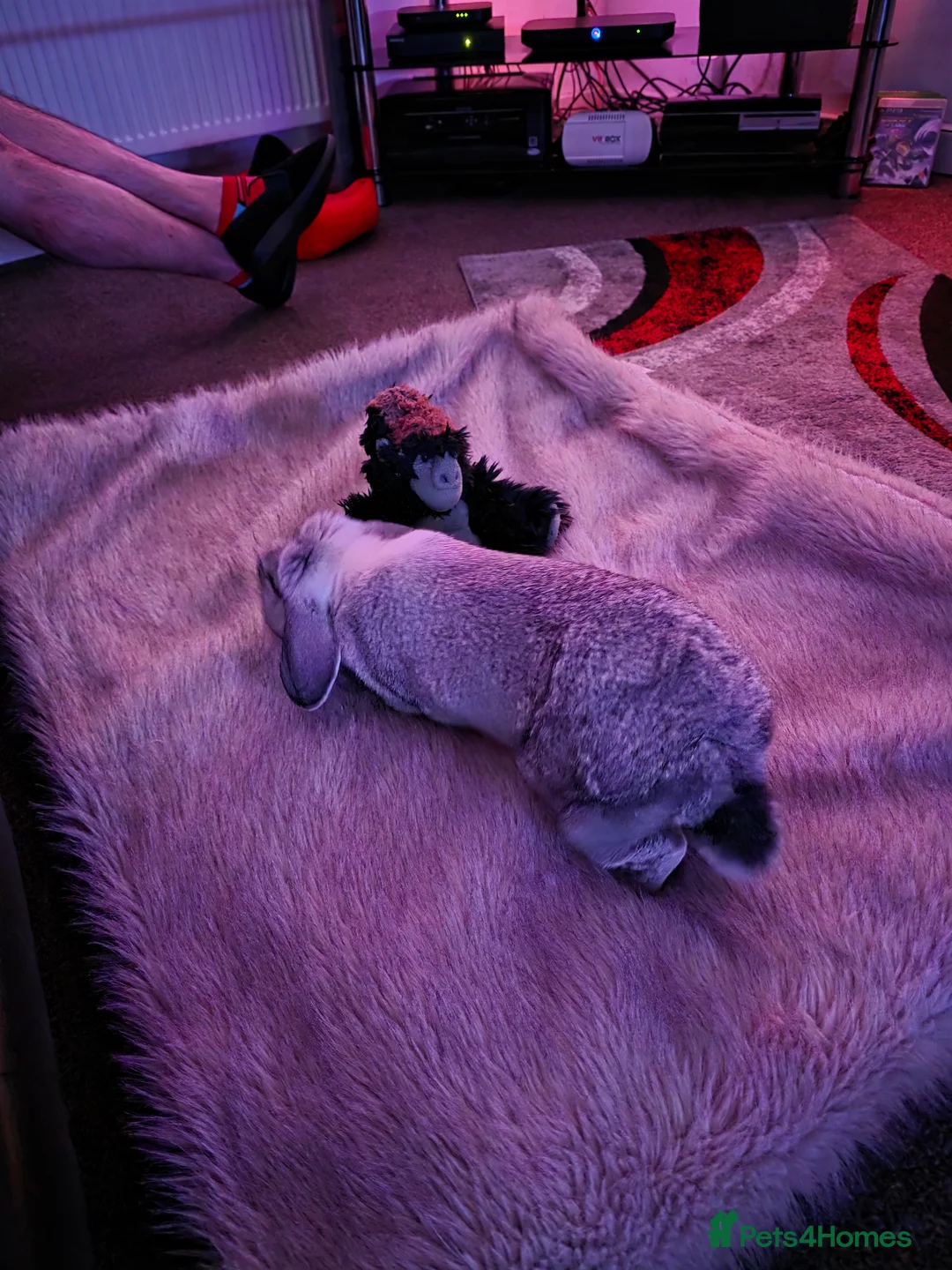 Mini Lop rabbits for sale: Miss Floppy - Advert 11