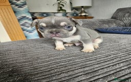 French Bulldog dogs for sale: Gorgeous frenchie pups  - Image 31