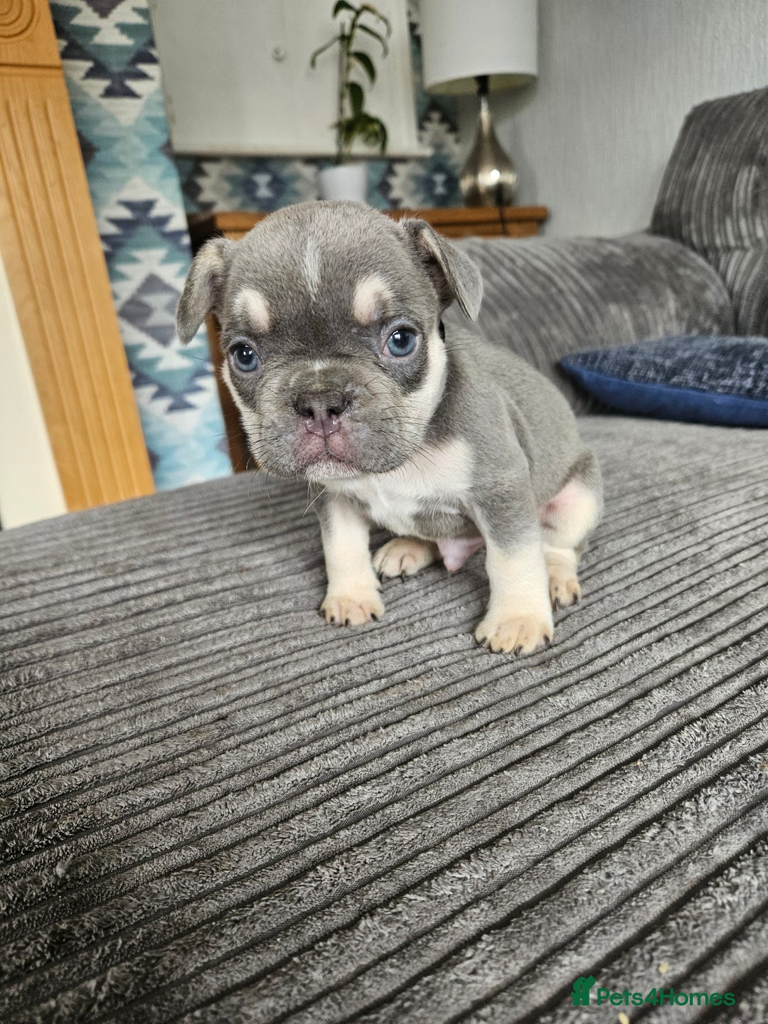 French Bulldog dogs for sale: Gorgeous frenchie pups  - Image 31