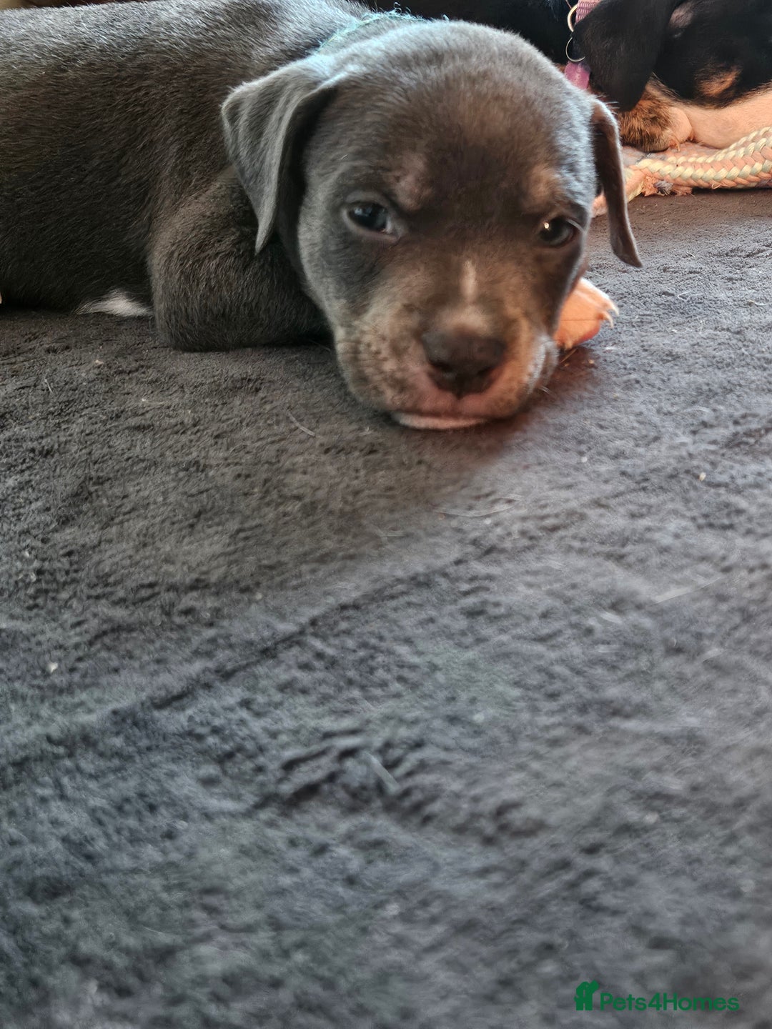 Mixed Breed dogs for sale: American Bulldog Cross Staffy puppies  - Image 24