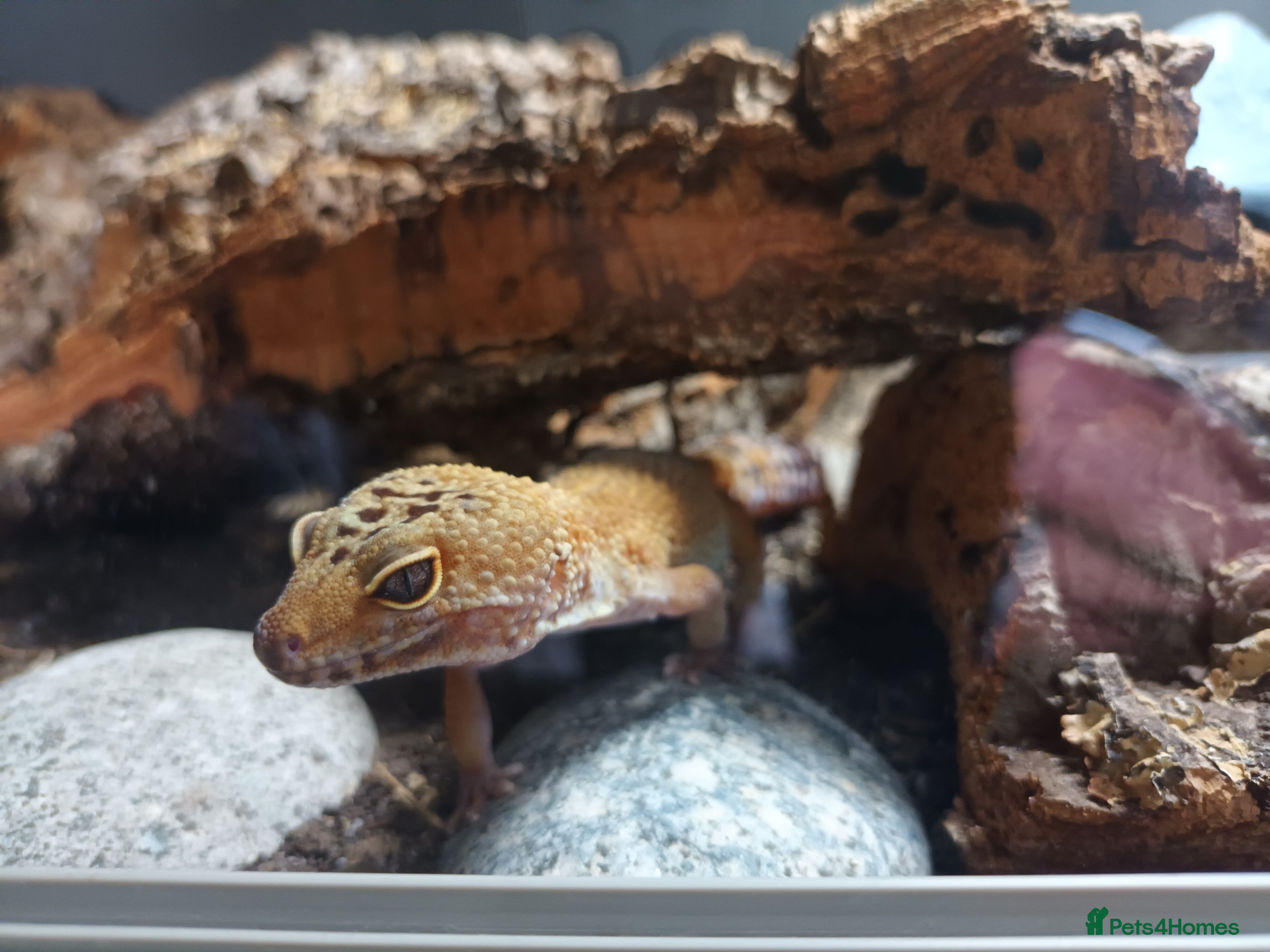Leopard Gecko reptiles Leopard Gecko (Inc tank)  - Advert 9