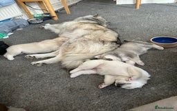 Siberian Husky dogs for sale: Pure breed Husky Puppies born 04/07/2025 - Image 2