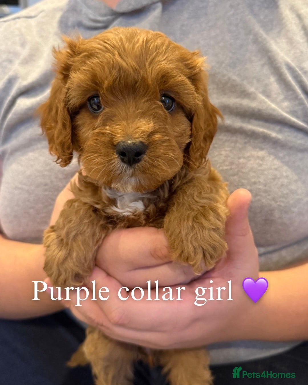 Cavapoo dogs for sale: F1 Cavapoo Puppies  - Advert 2
