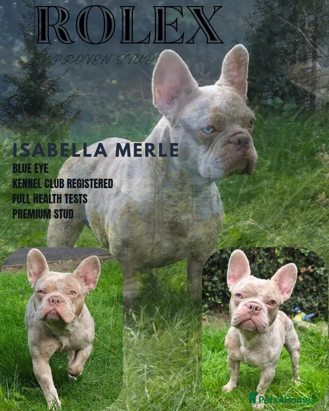French Bulldog dogs for stud: KC Isabella Merle French Bulldog Stud Blue Eye - Advert 2