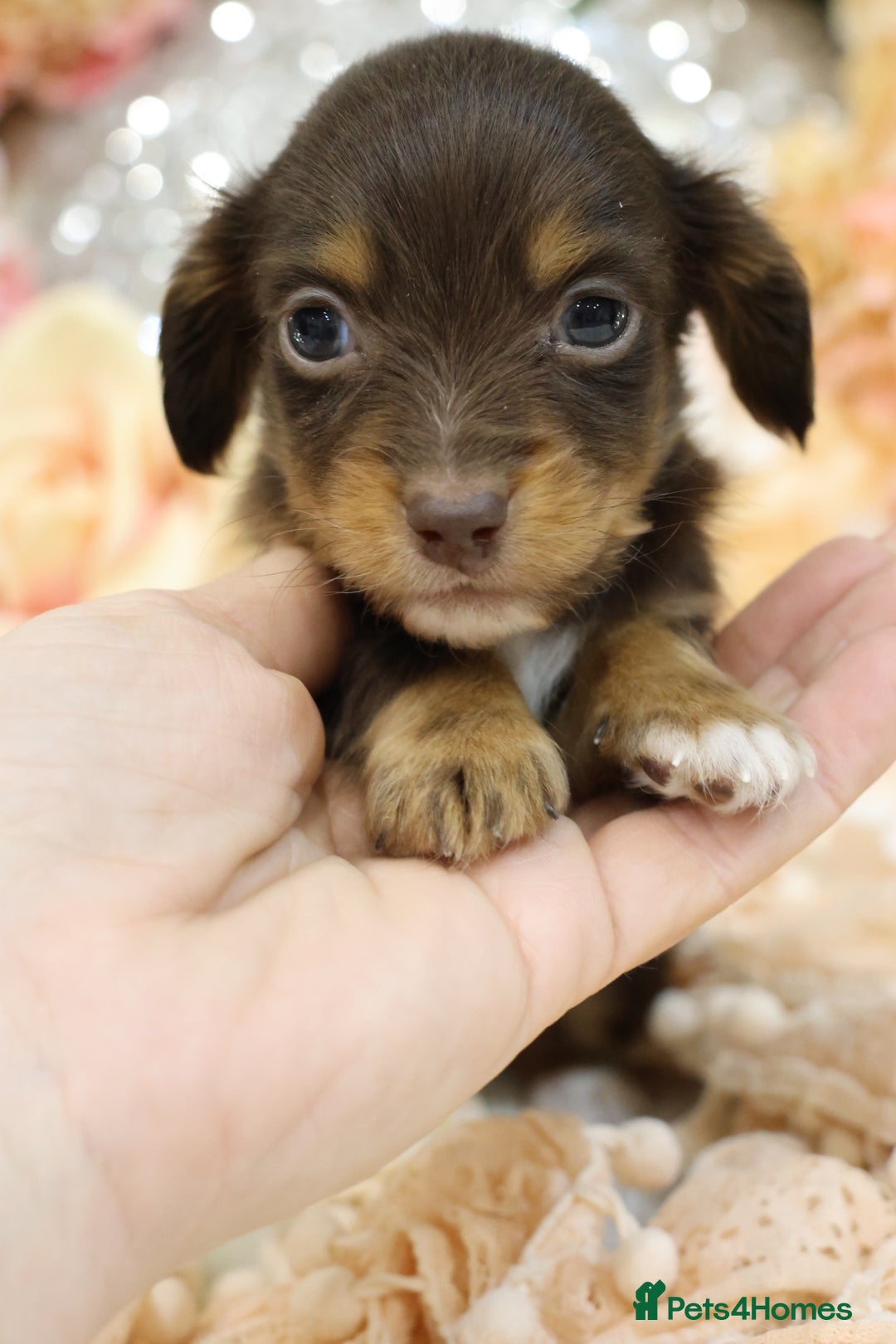 Miniature Dachshund dogs for sale: KC Longhair Miniature Dachshund Puppies - Advert 18