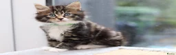 Mixed Breed cats for sale: Tabby Kittens Ready Soon - Advert 23