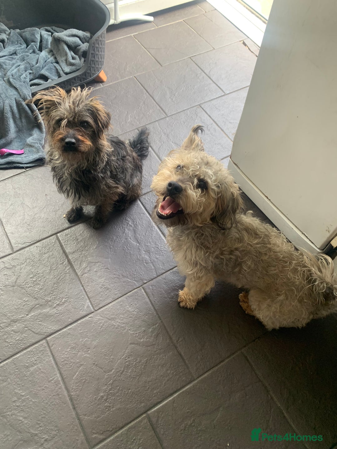 Mixed Breed dogs for sale: 3 Pups left for their forever homes  - Image 2
