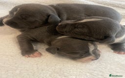 Staffordshire Bull Terrier dogs for sale: Outstanding litter of KC blue Staffordshire pups❤️ - Image 5