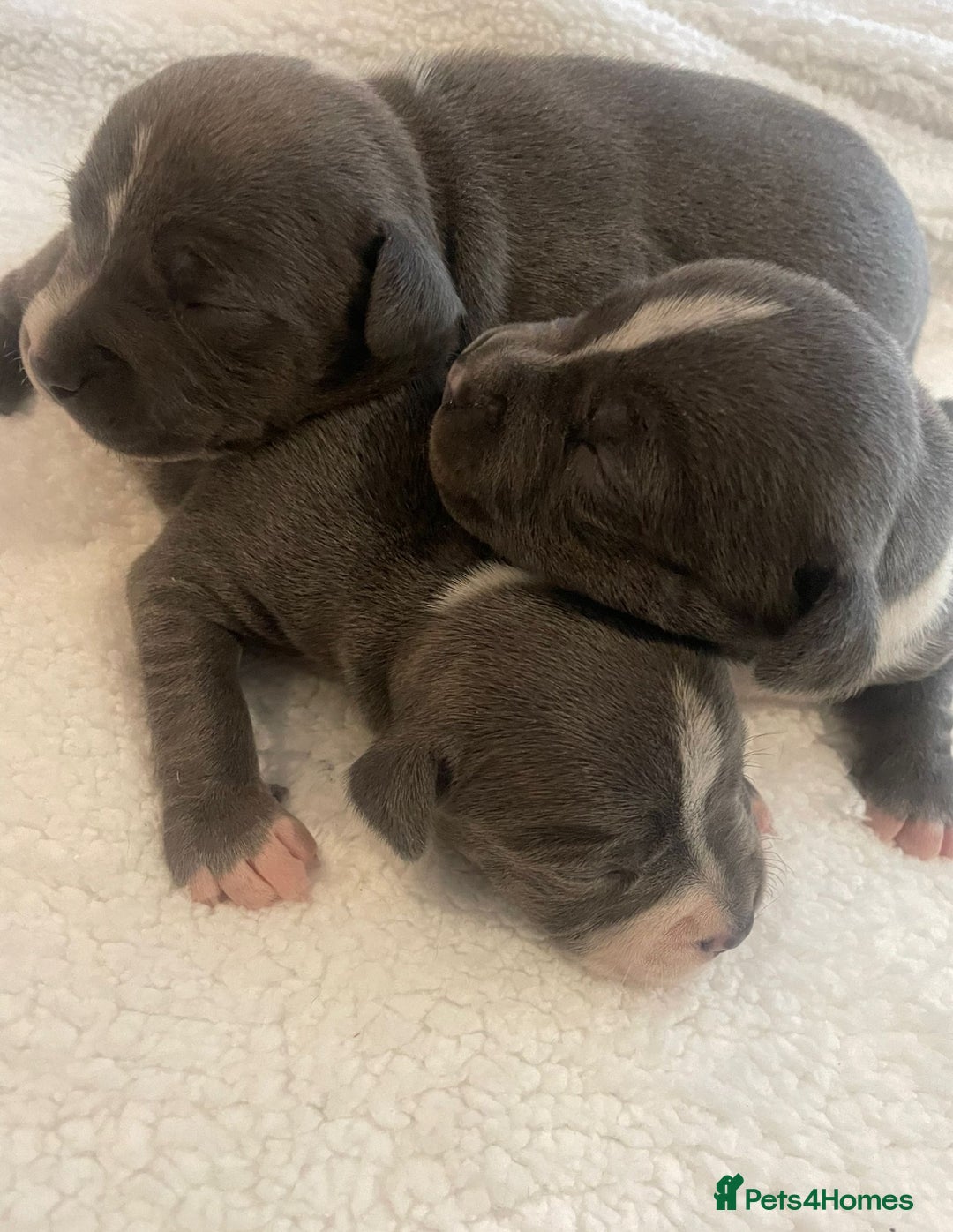 Staffordshire Bull Terrier dogs for sale: Outstanding litter of KC blue Staffordshire pups❤️ - Image 5