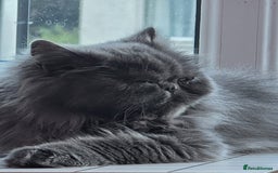 Persian cats for sale: Blue Persian Cat for Loving Home - Image 2