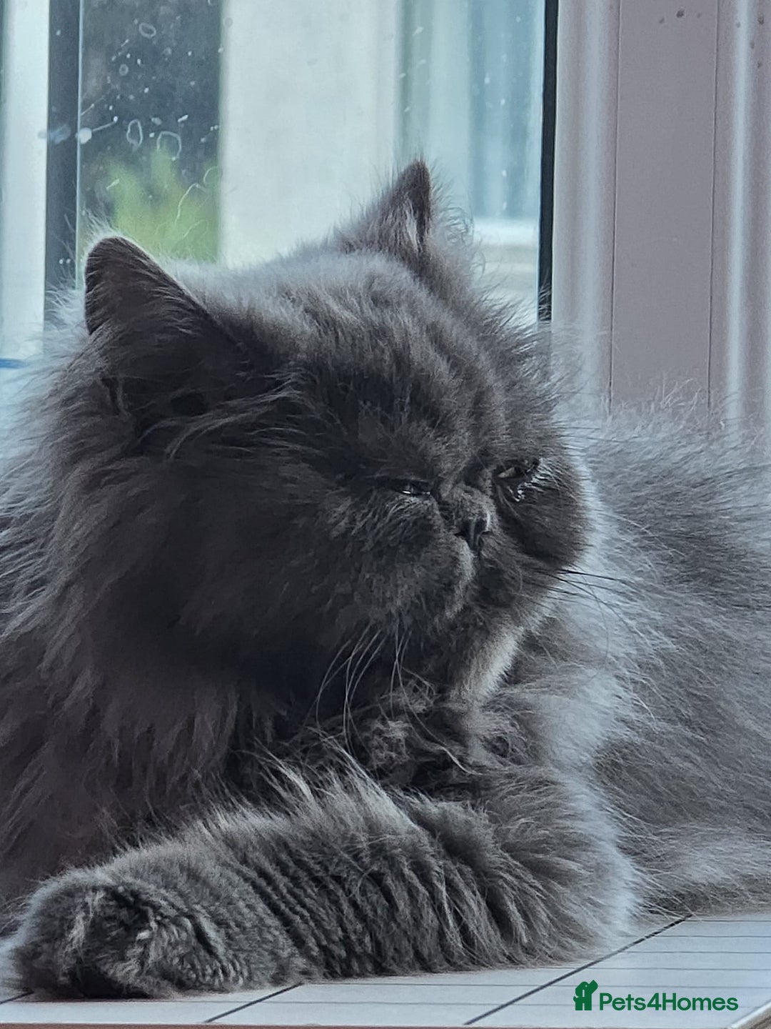 Persian cats for sale: Blue Persian Cat for Loving Home - Image 2