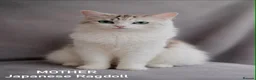 Ragdoll cats for sale: Ragdoll breed kittens 💙 - Advert 2