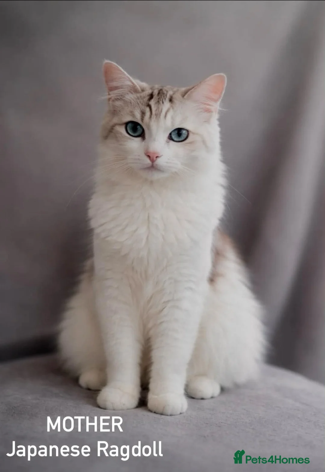 Ragdoll cats for sale: Ragdoll breed kittens 💙 - Advert 2