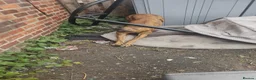 Mixed Breed dogs for sale: This is Rio - Advert 3