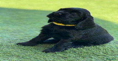 Cocker Spaniel dogs in Newport - Advert 3