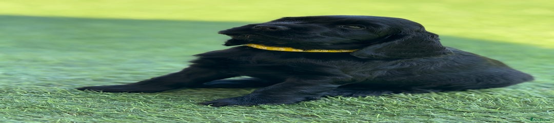 BLACK GIRL YELLOW COLLAR