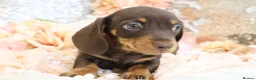 Miniature Dachshund dogs for sale: KC Miniature Dachshund Puppies - Advert 6