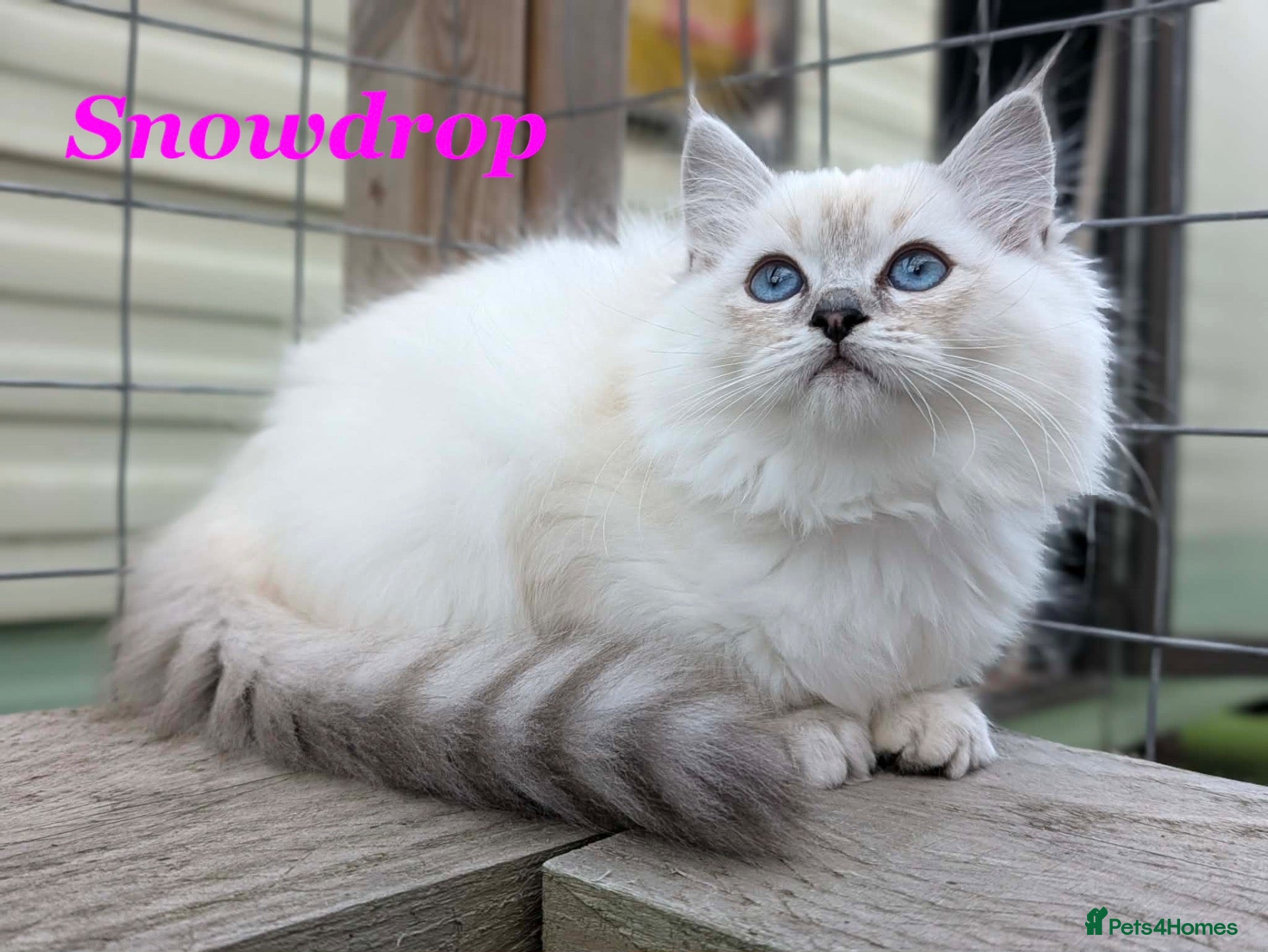 Perdoll cats Absolutely beautiful Perdoll Kittens  - Advert 1