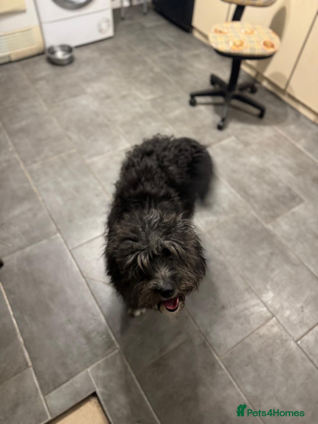 Mixed Breed dogs for adoption: Beautiful Jennifer needs a loving home - Advert 8