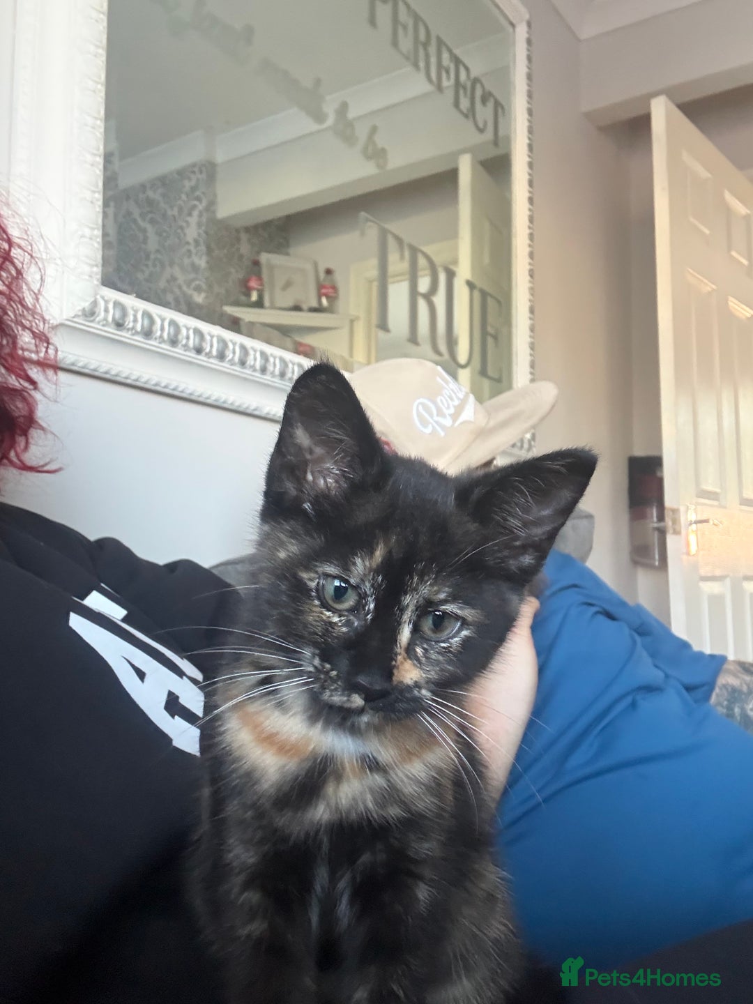 Mixed Breed cats for sale: Female kitten 12 weeks old  - Advert 5