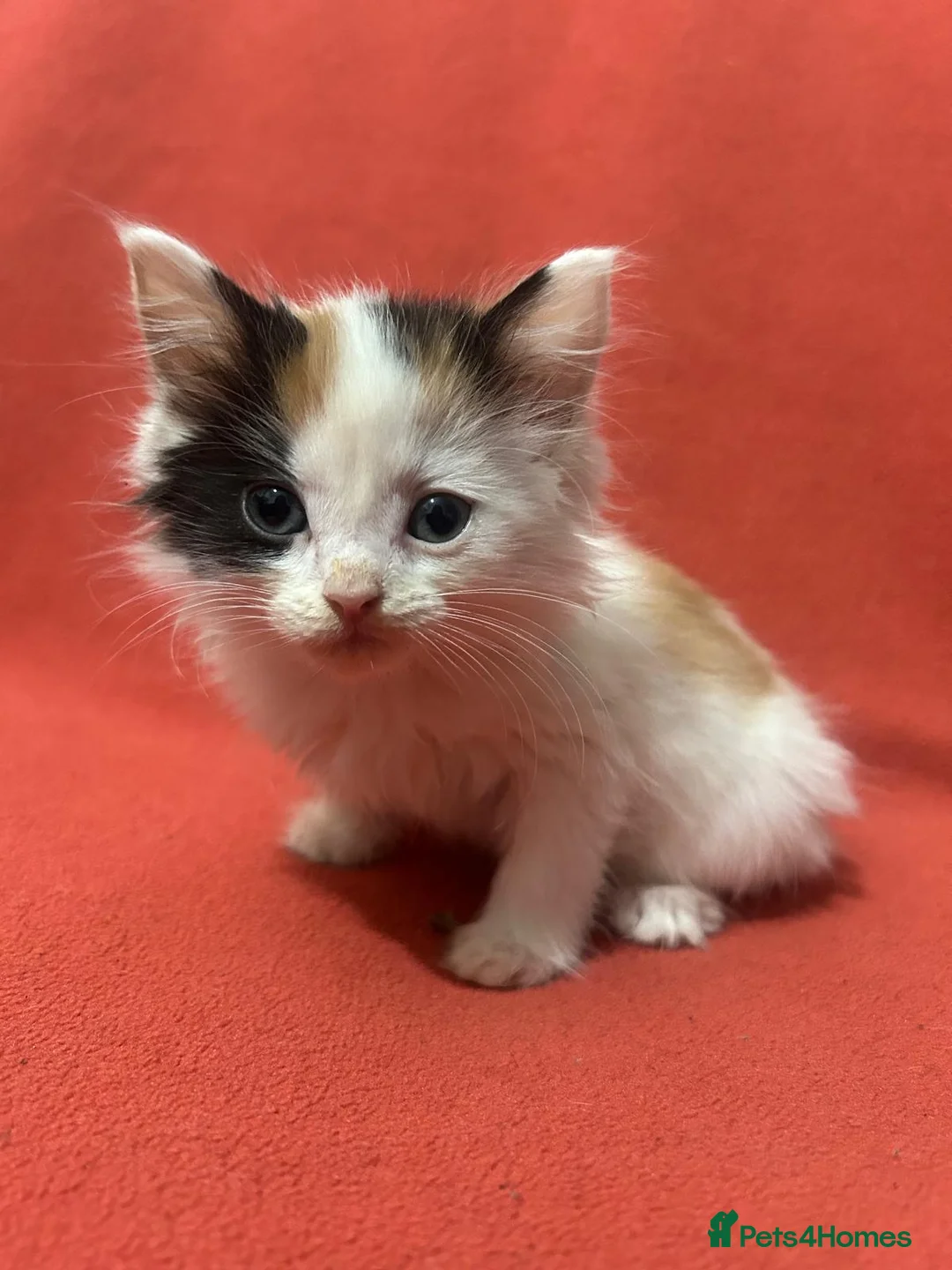 RagaMuffin cats for sale: Kittens for sale  - Advert 3