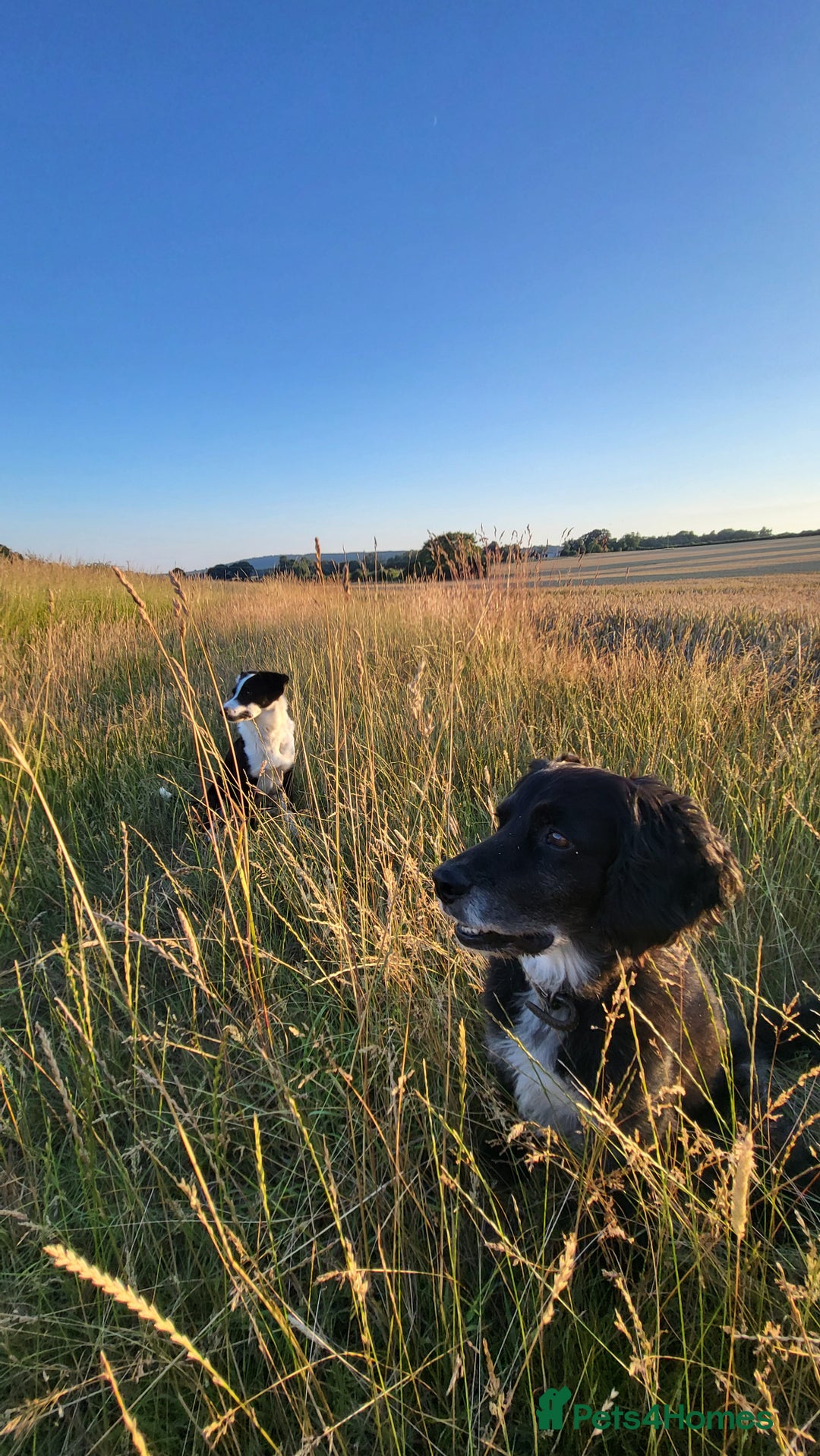 Mixed Breed dogs for sale: Spaniel Collie Cross Puppies  - Image 22
