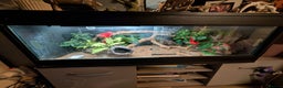 Leopard Gecko reptiles for sale: Loving Leopard Gecko Needs New Home - Meet Betty! - Advert 4