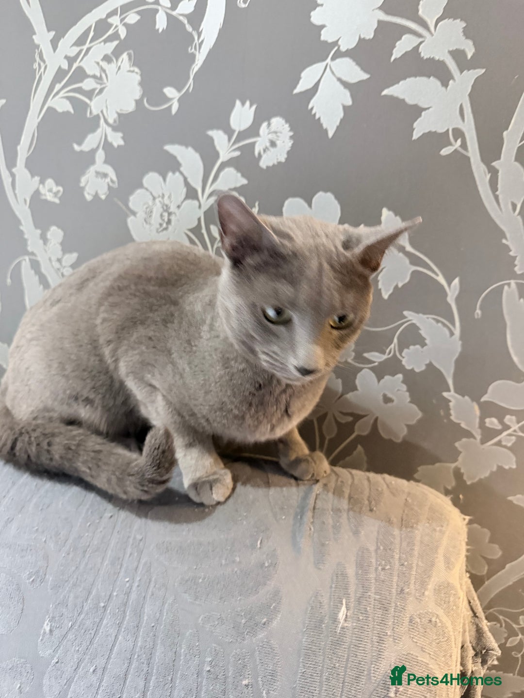 Russian Blue cats for sale:  friendly Russian blue excellent with kids - Advert 5