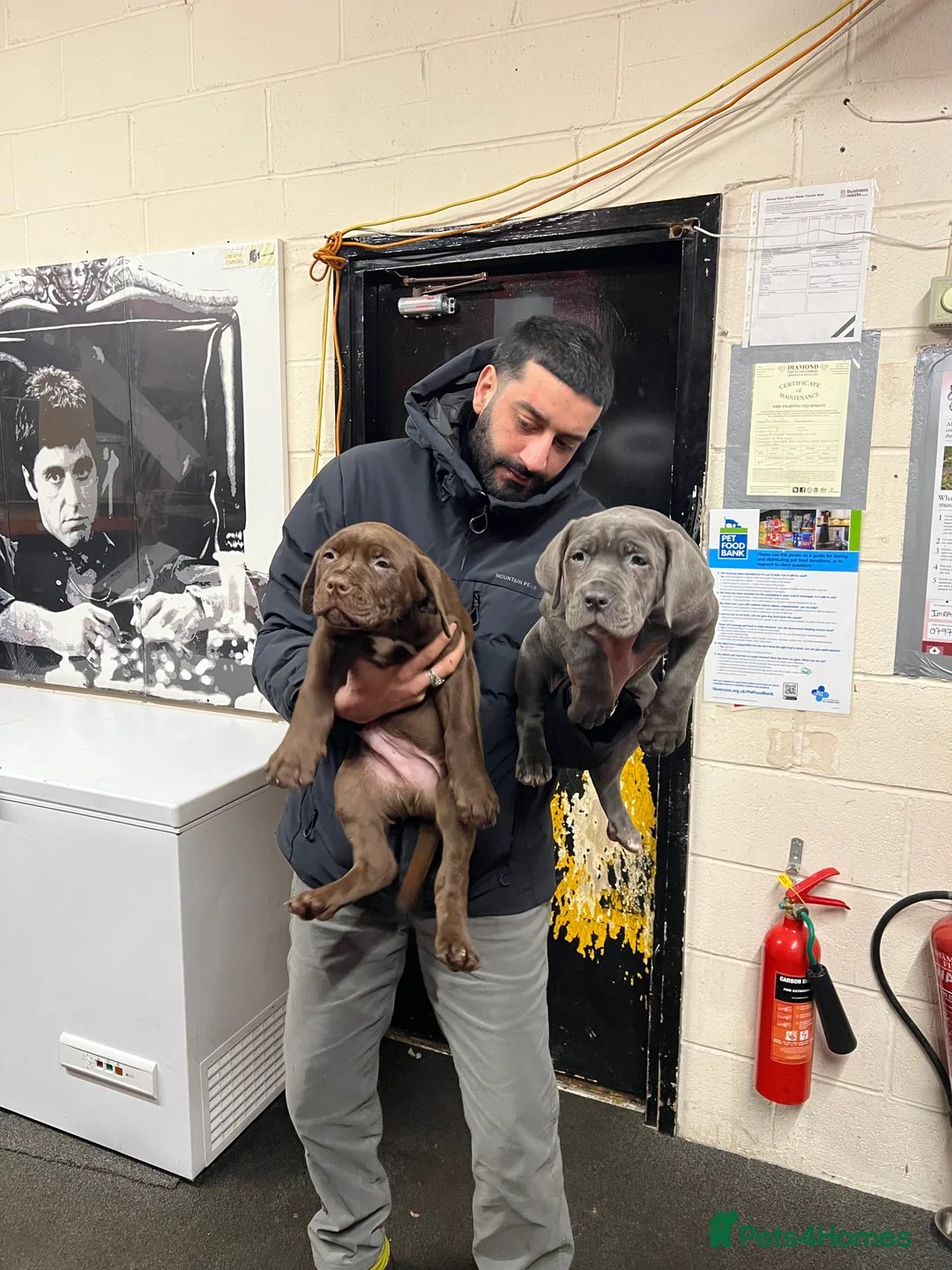 Bandog dogs for sale: Bandog mastiff pups for sale  - Advert 2