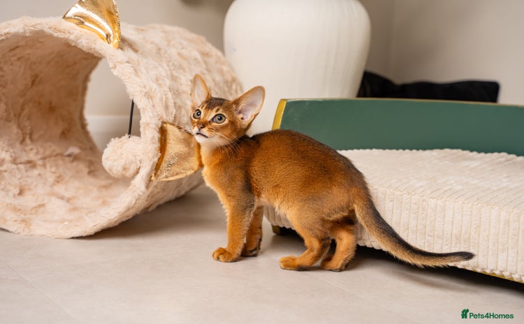 Abyssinian cats - Advert 4
